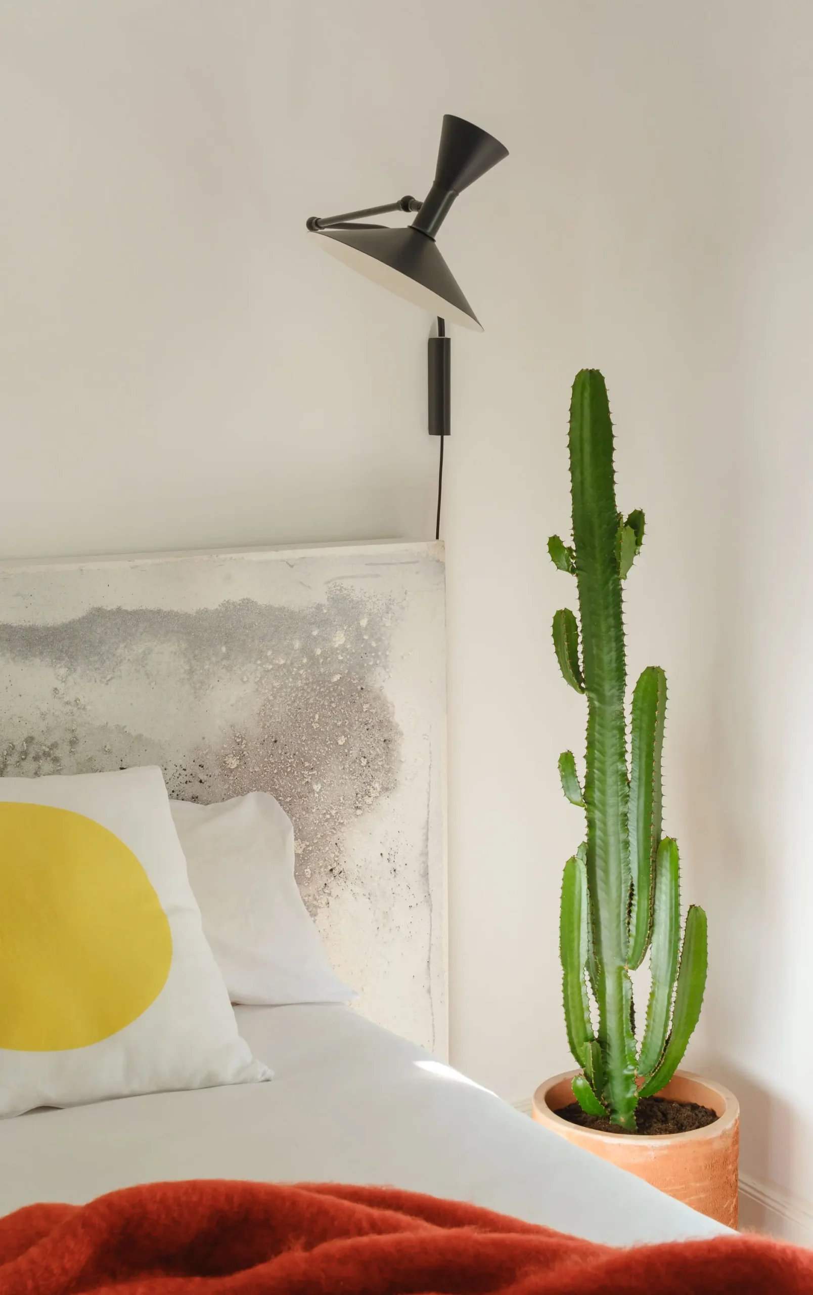 Fotografía interiores cactus casa Aizkorri Fotografía interiores cactus casa Aizkorri
